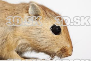 Gerbil - Meriones meridionus 0033